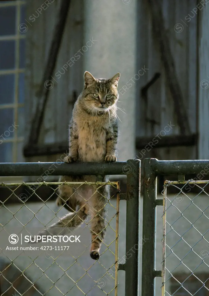 European Brown Tabby Domestic Cat, Adult Leaping On Gate