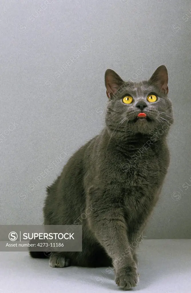 Chartreux Domestic Cat, Adult With Tongue Out