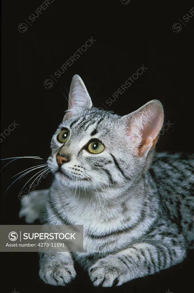 Egyptian Mau Domestic Cat, Adult Standing Against Black Background