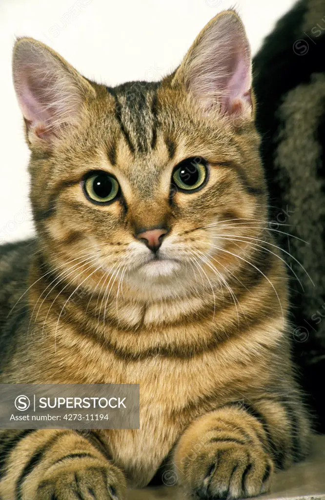 European Brown Tabby Domestic Cat, Portrait Of Adult