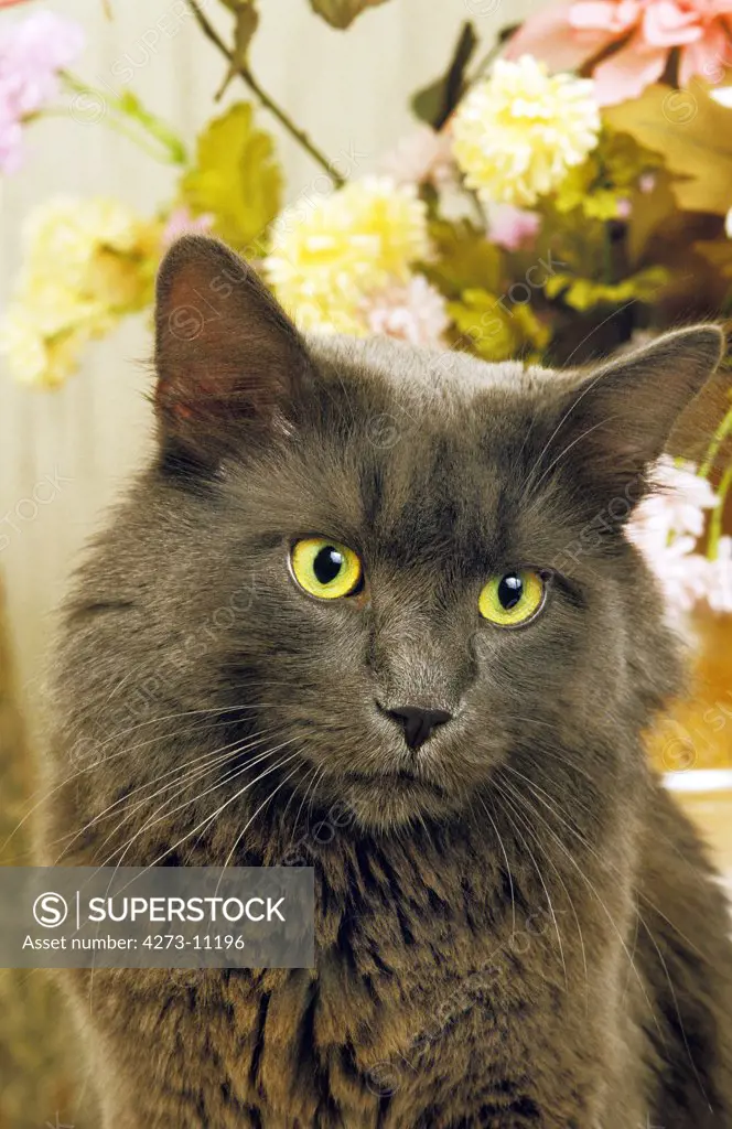 Maine Coon Domestic Cat, Portrait Of Adult With Flowers
