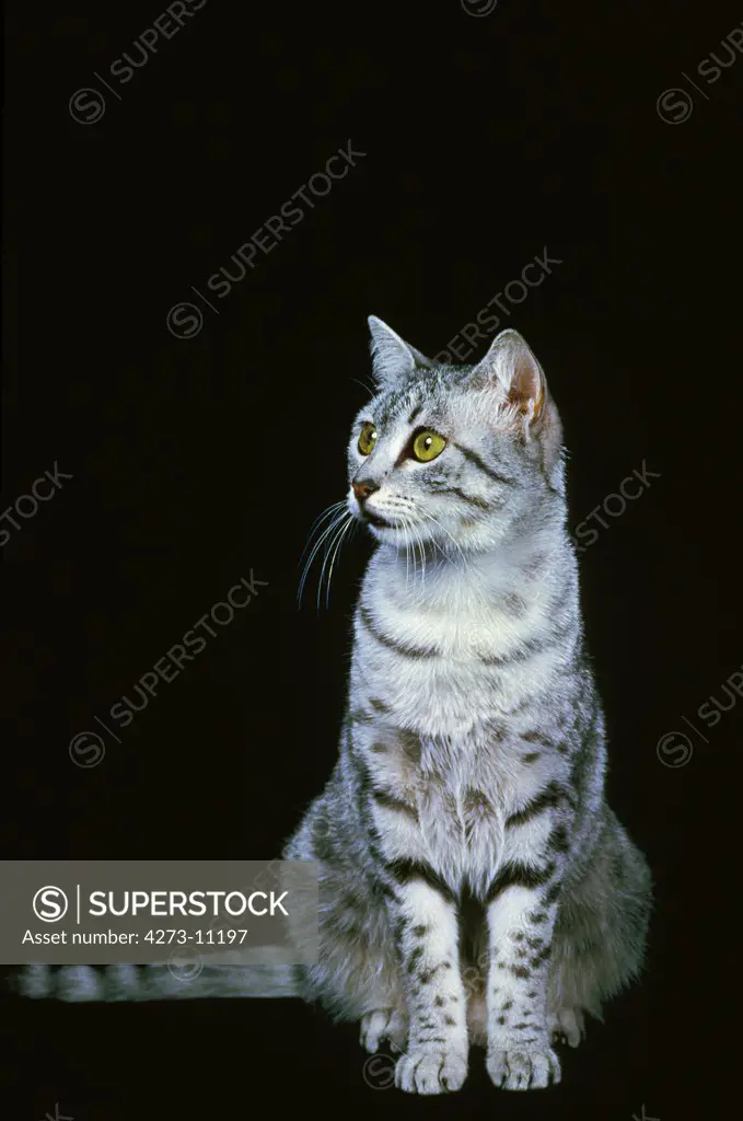 Egyptian Mau Domestic Cat, Adult Against Black Background