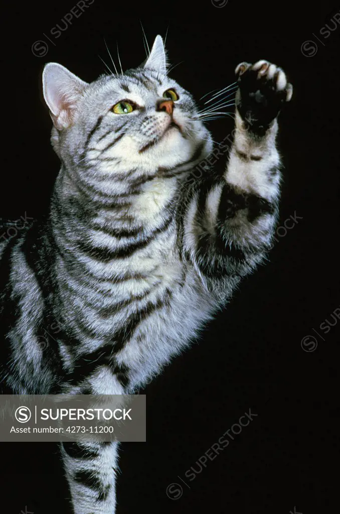 Egyptian Mau Domestic Cat, Adult Playing, Standing Against Black Background