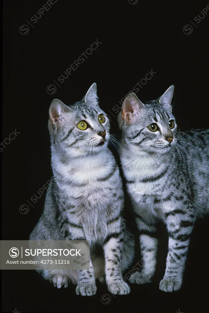 Egyptian Mau Domestic Cat, Adults Against Black Background