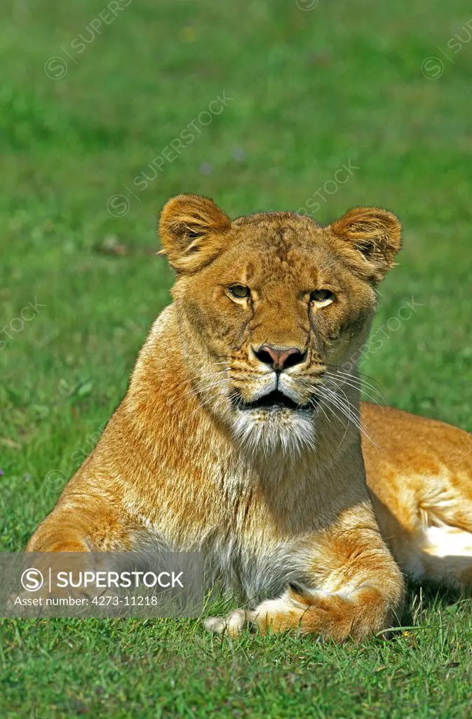 African Lion, Panthera Leo, Female Laying On Grass