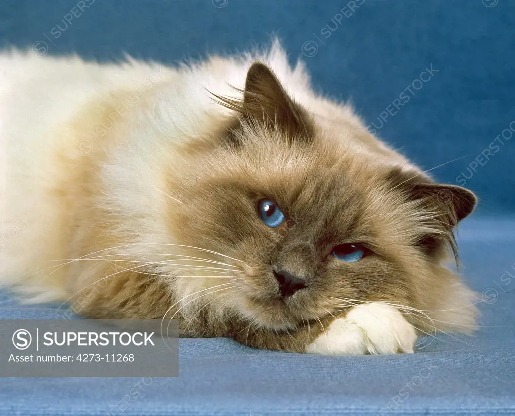 Birmanese Domestic Cat, Adult Laying Down