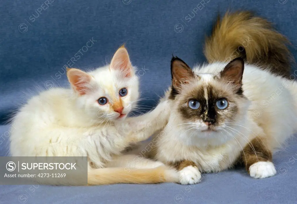 Birmanese Domestic Cat, Female With Kitten