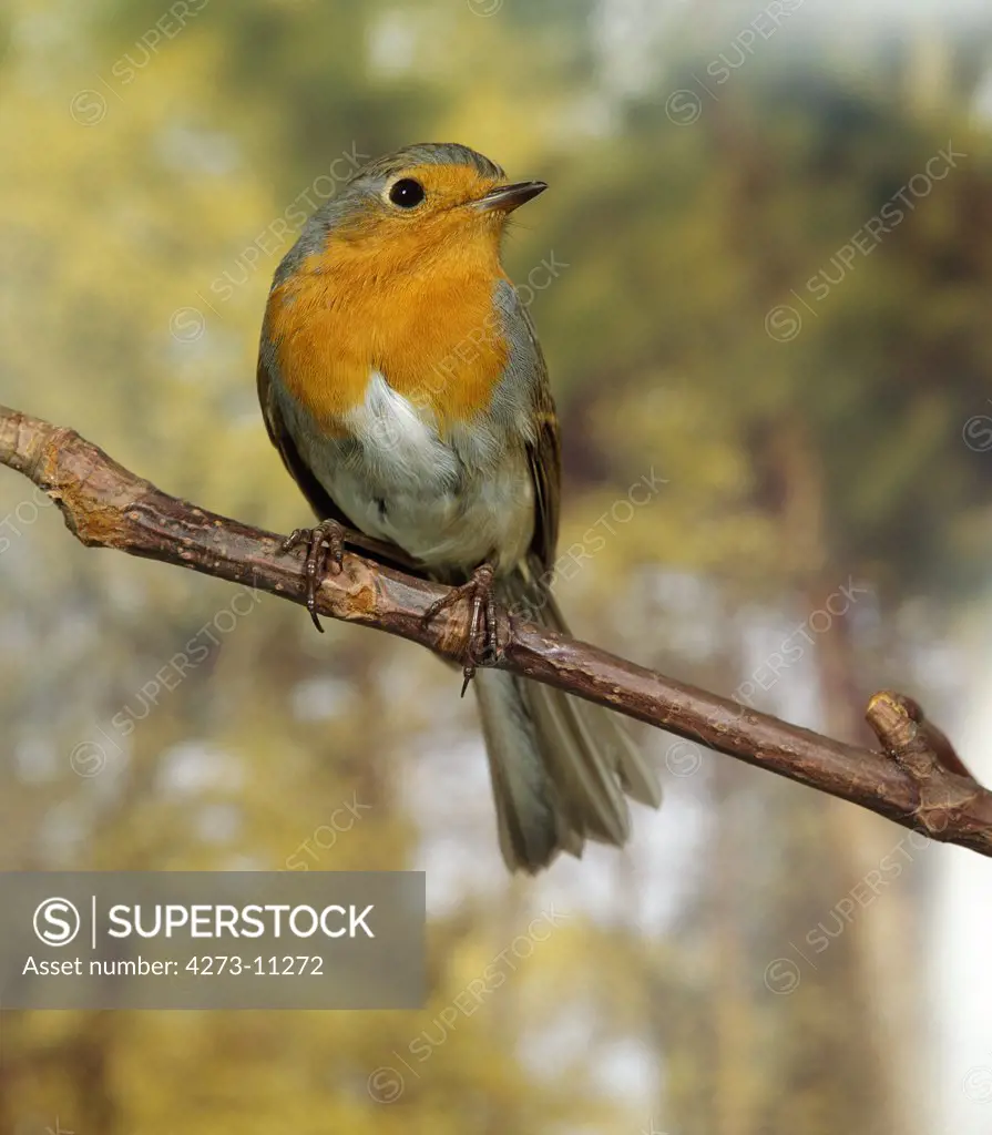European Robin, Erithacus Rubecula, Adult Standing On Branch
