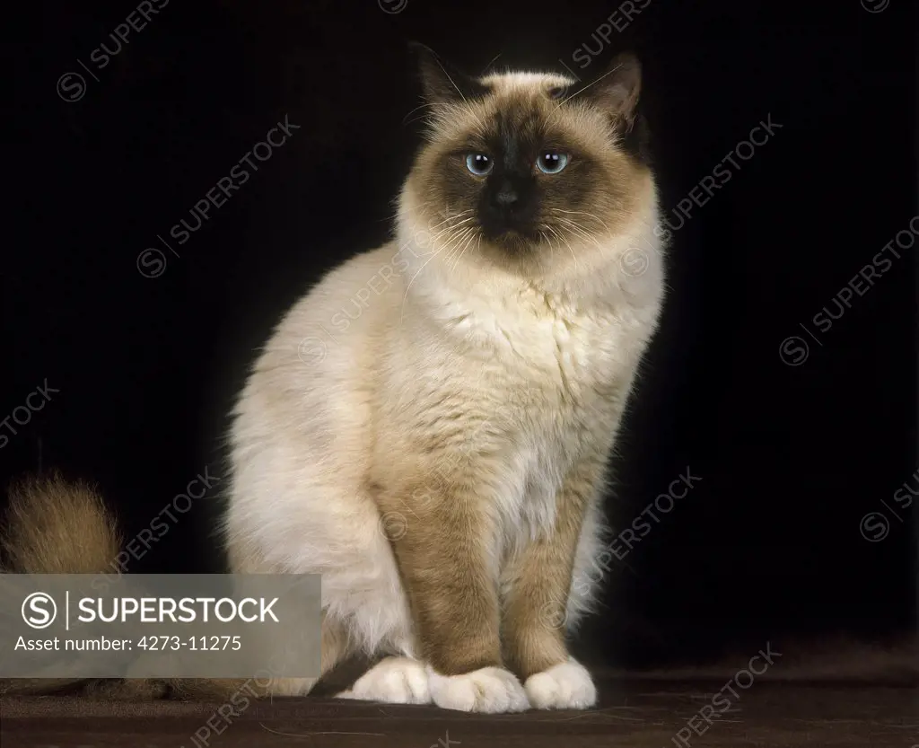 Birmanese Domestic Cat, Adult Against Black Background