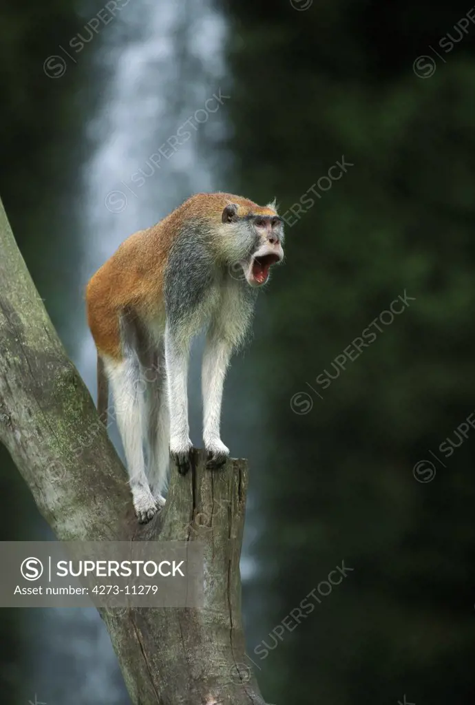 Patas Monkey, Erythrocebus Patas, Male Standing On Branch, Calling