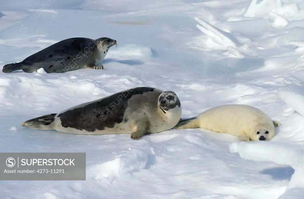Harp Seal, Pagophilus Groenlandicus, Females With Pup Standing On Ice Field, Magdalena Island In Canada