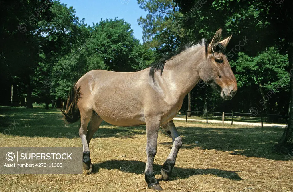 Mule, Crossbreed Of A Male Donkey And A Female Horse