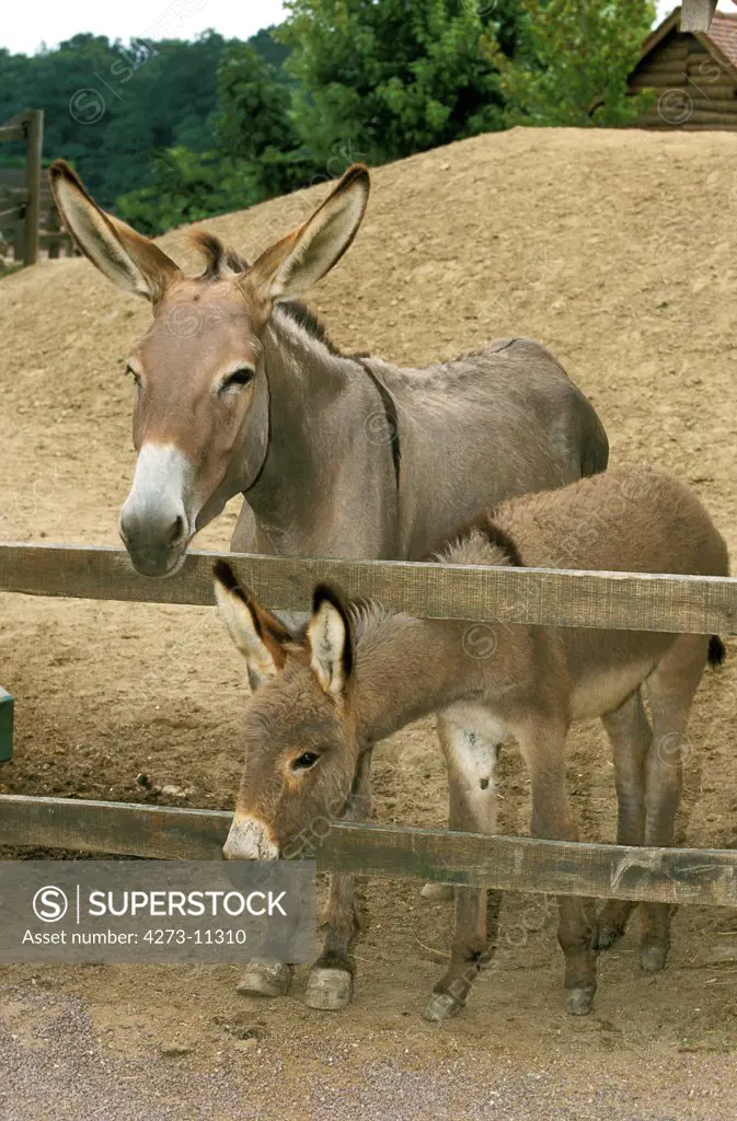 French Grey Donkey, Jenny And Foal