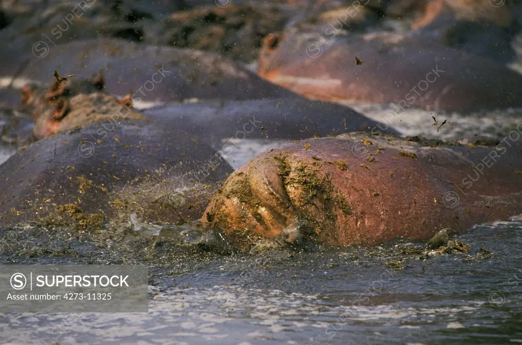 Hippopotamus, Hippopotamus Amphibius, Group Standing In Lake, Adult Scattering Shit With Tail, Virunga Park In Congo
