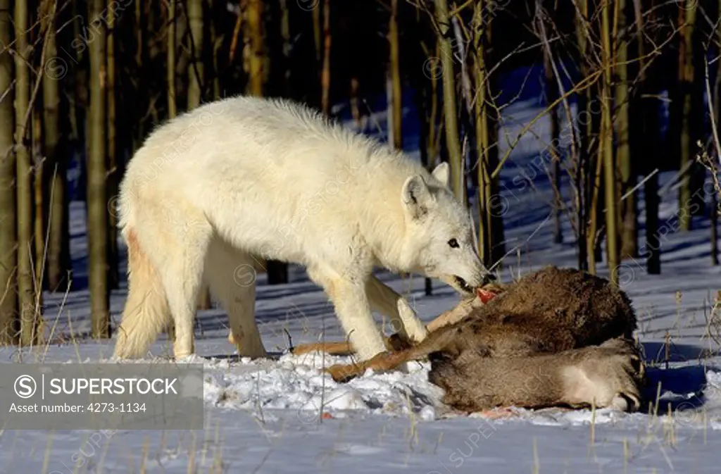 Arctic Wolf Canis Lupus Tundrarum, Adult Eating A Rocky Mountain Elk, Alaska