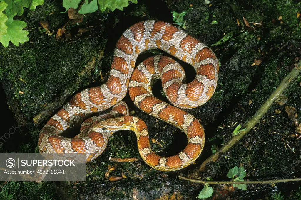 Corn Snake Or Rat Snake Elaphe Guttata