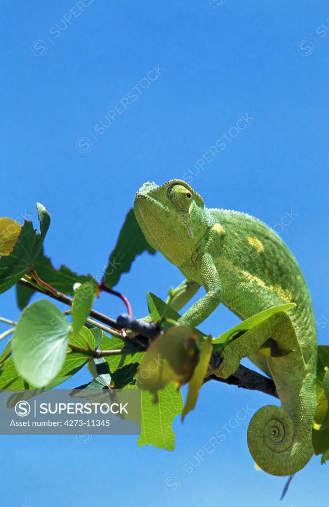 Chameleon, Chamaeleo Sp, Adult Standing On Branch, Namibia
