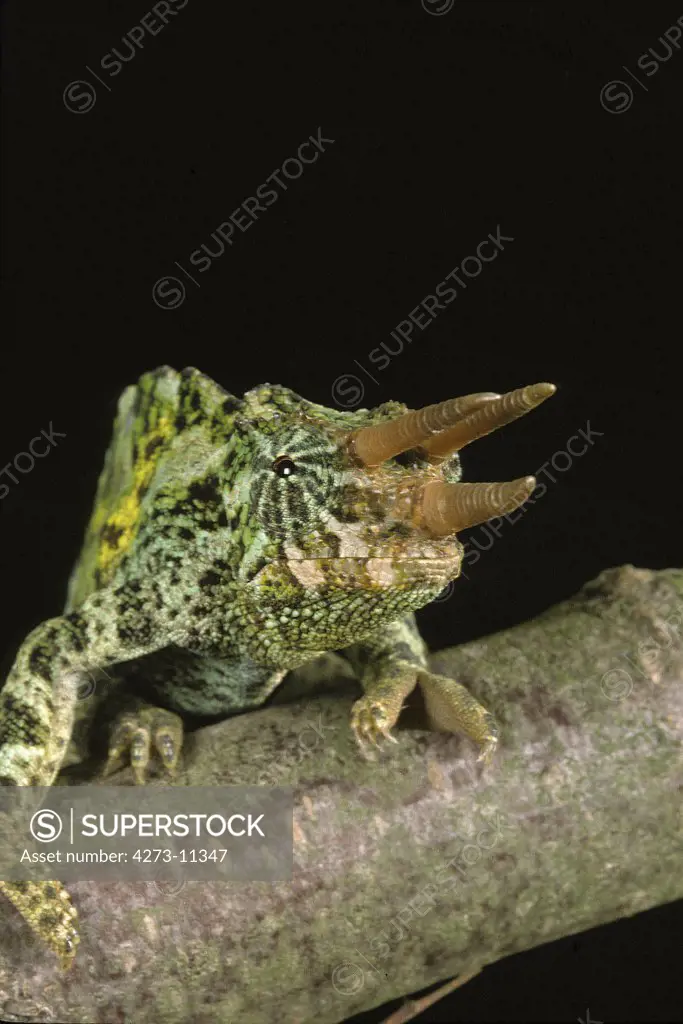Jackson'S Chameleon Chamaeleo Jacksoni, Male With Horns