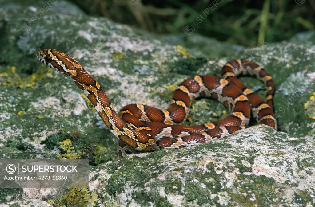 Corn Snake Or Rat Snake, Elaphe Guttata, Adult Standing On Rock