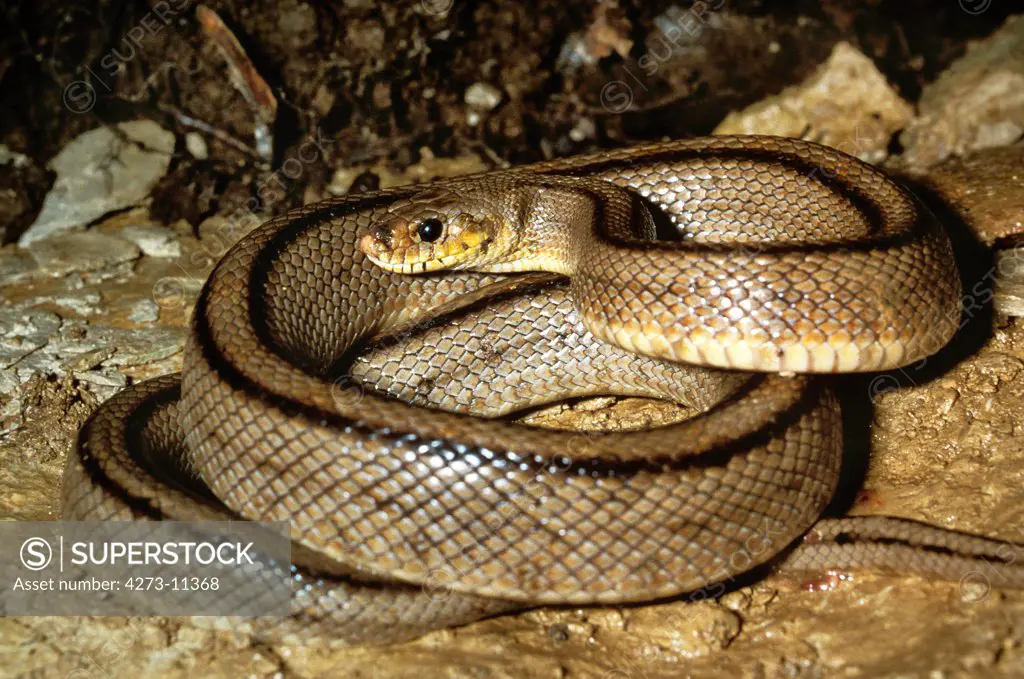 Ladder Snake, Elaphe Scalaris, Adult