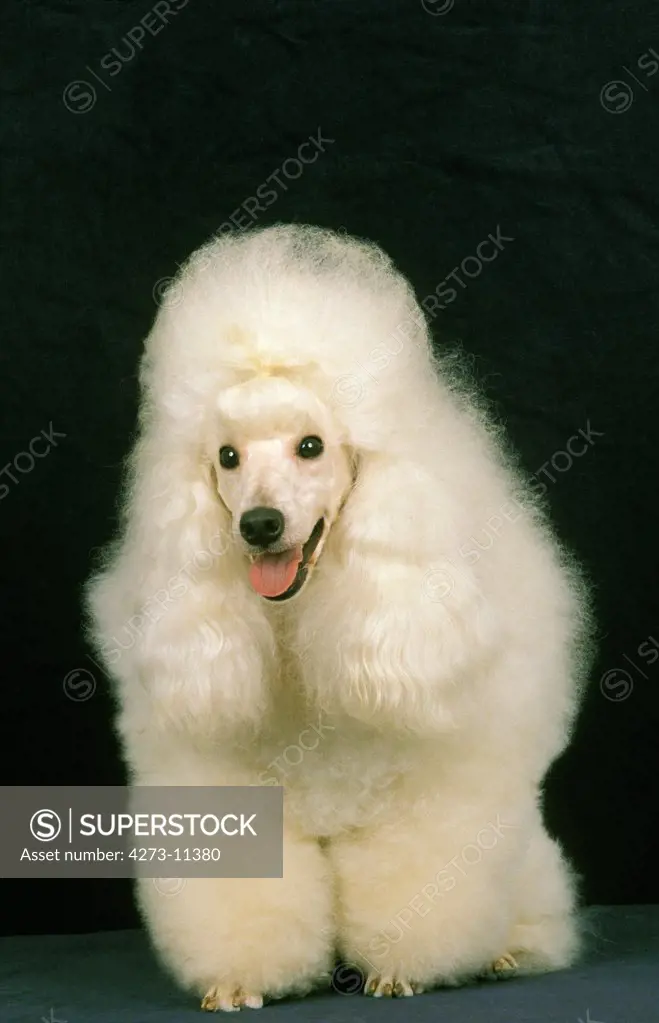 White Giant Poodle, Adult Against Black Background