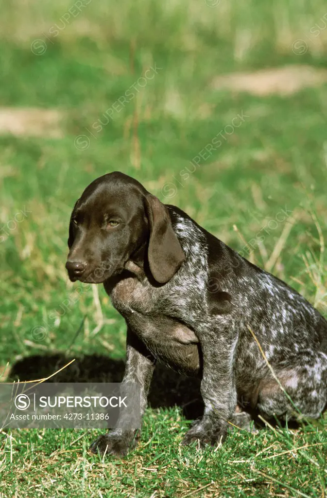 German Short Haired Pointer, Adult Sitting On Grass