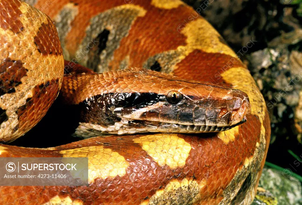 Blood Python, Python Curtus, Adult, Close Up Of Head