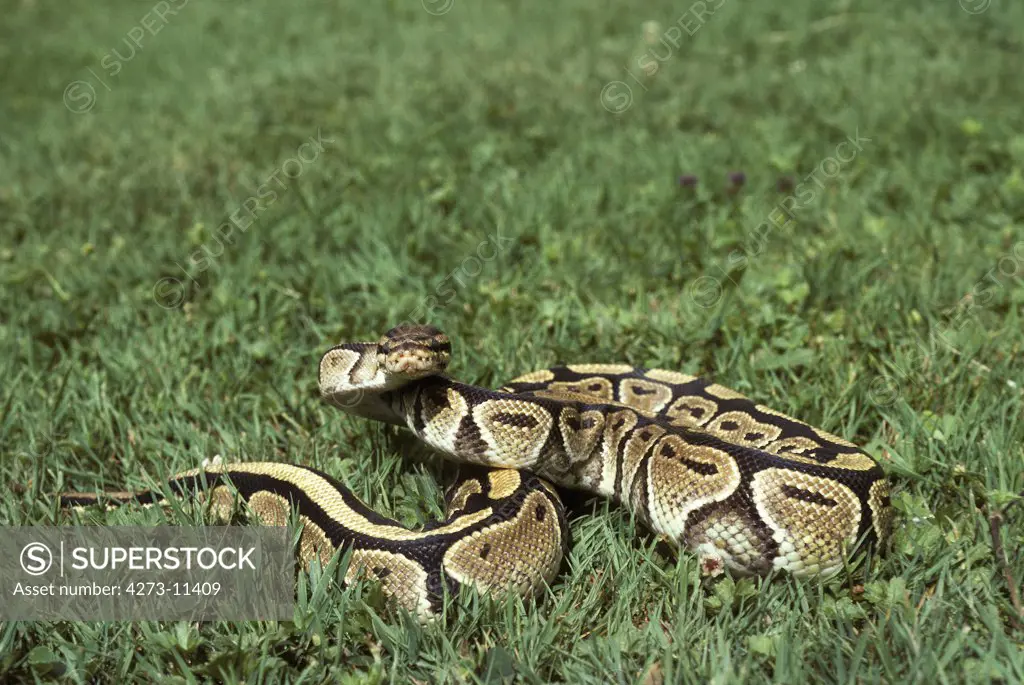 Royal Python, Python Regius, Adult Standing On Grass