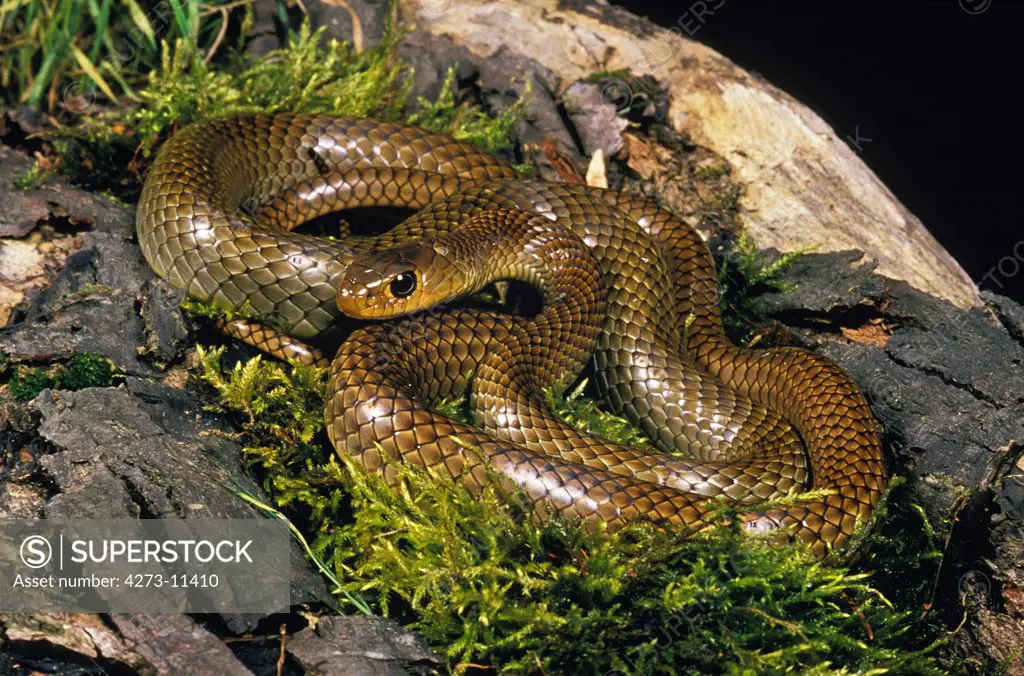 Indo Chinese Rat Snake, Ptyas Korros, Adult