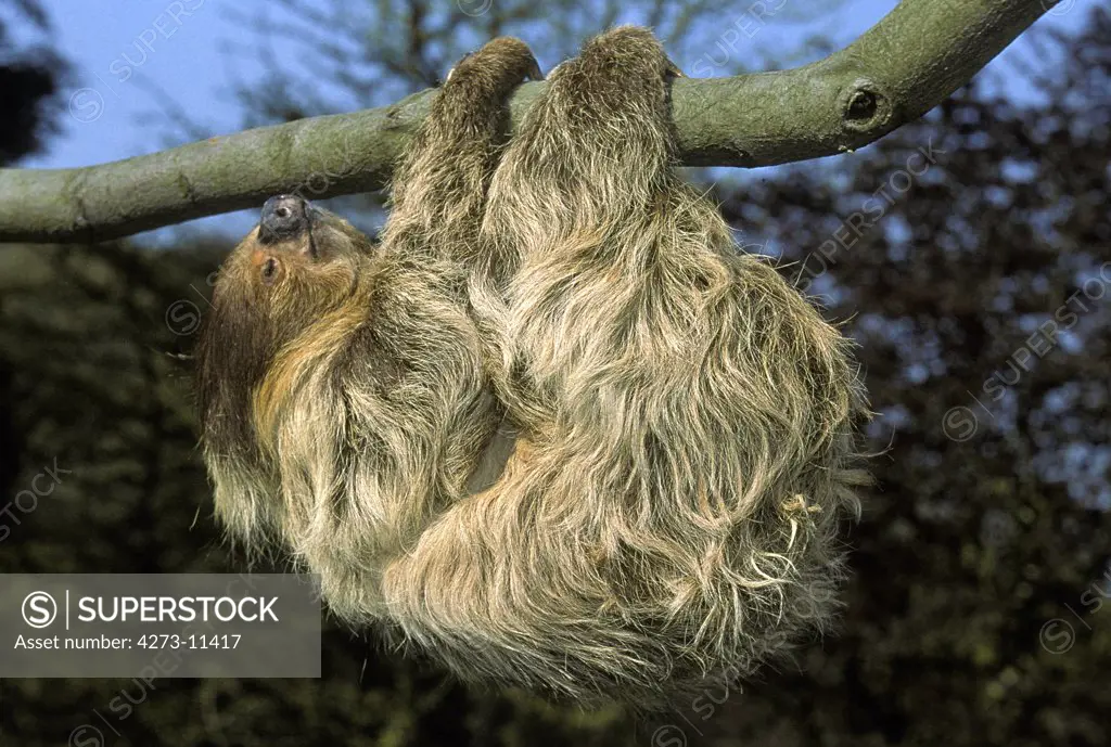 Two Toed Sloth, Choloepus Didactylus, Adult Hanging From Branch