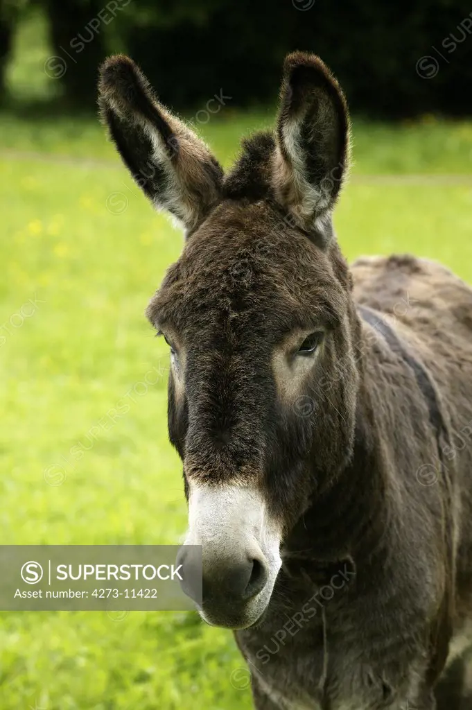 Normandy Donkey, Portrait Of Male