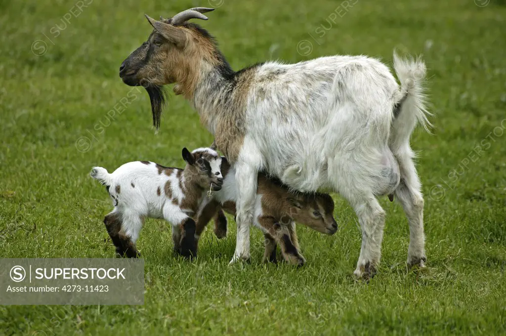 Pygmy Goat Or Dwarf Goat Capra Hircus, Mother With Kid