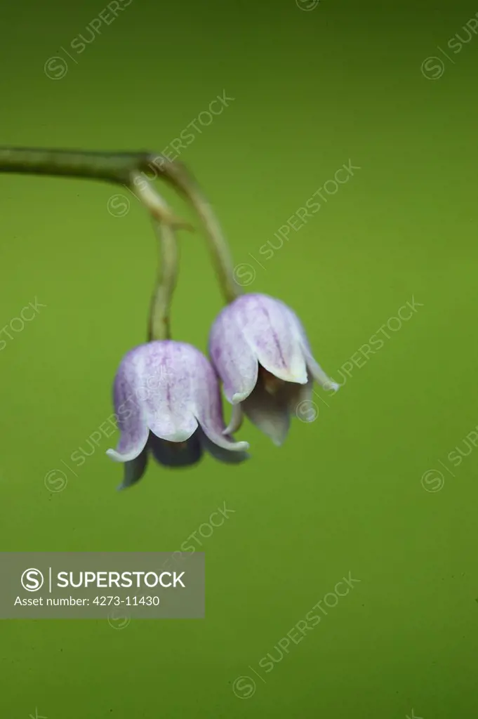 Pink Lily Of The Valley, Convallaria Majalis