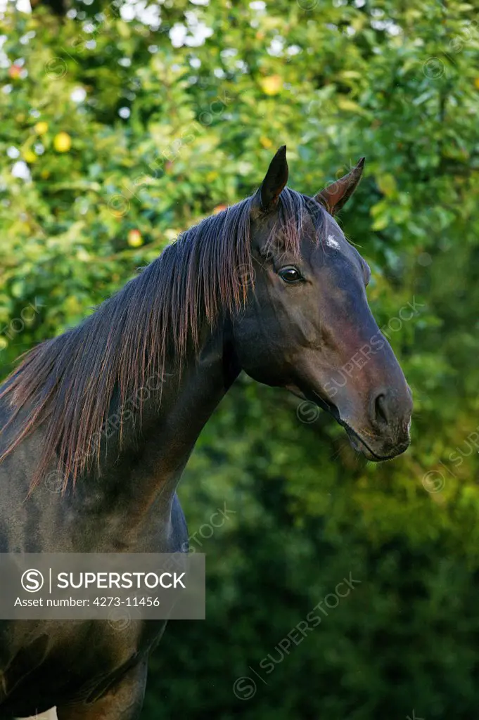 English Thoroughbred Horse, Portrait Of Male