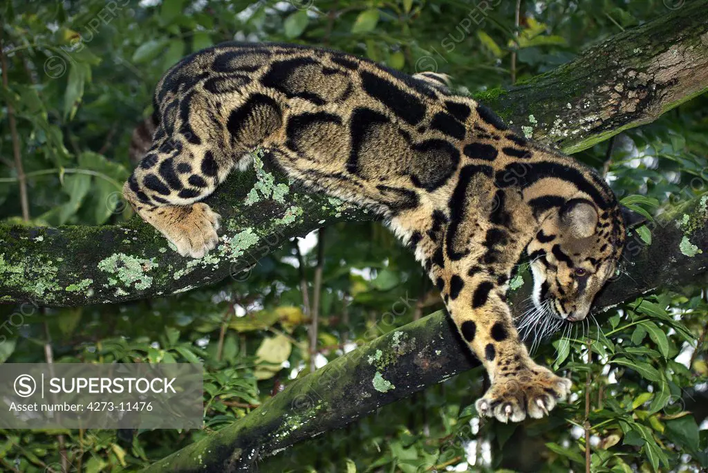 Clouded Leopard Neofelis Nebulosa, Adult Standing In Tree