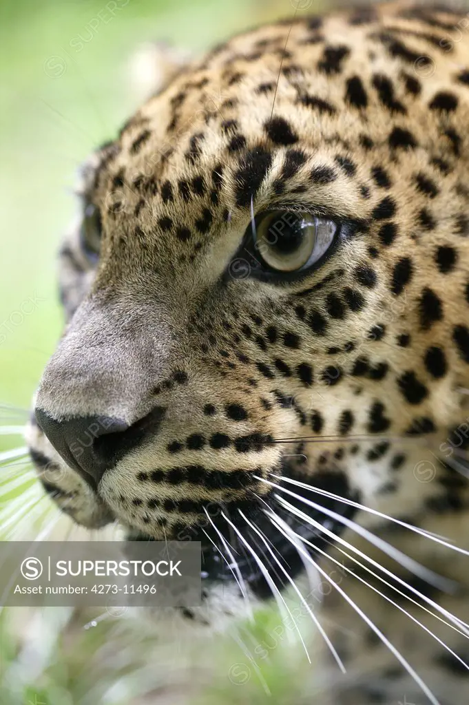 Sri Lankan Leopard Panthera Pardus Kotiya, Portrait Of Adult