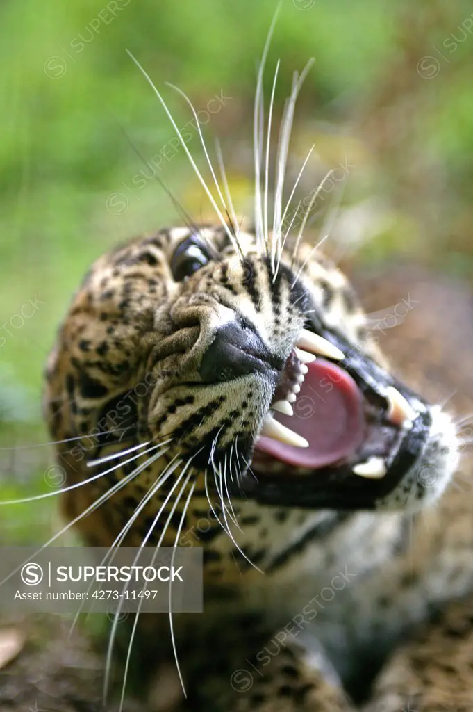 Sri Lankan Leopard Panthera Pardus Kotiya, Portrait Of Adult With Open Mouth In Threat Posture