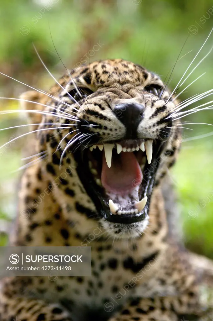 Sri Lankan Leopard Panthera Pardus Kotiya, Portrait Of Adult With Open Mouth In Threat Posture