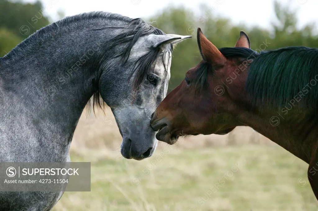 Lusitano Horse, Horses Smelling Each Other