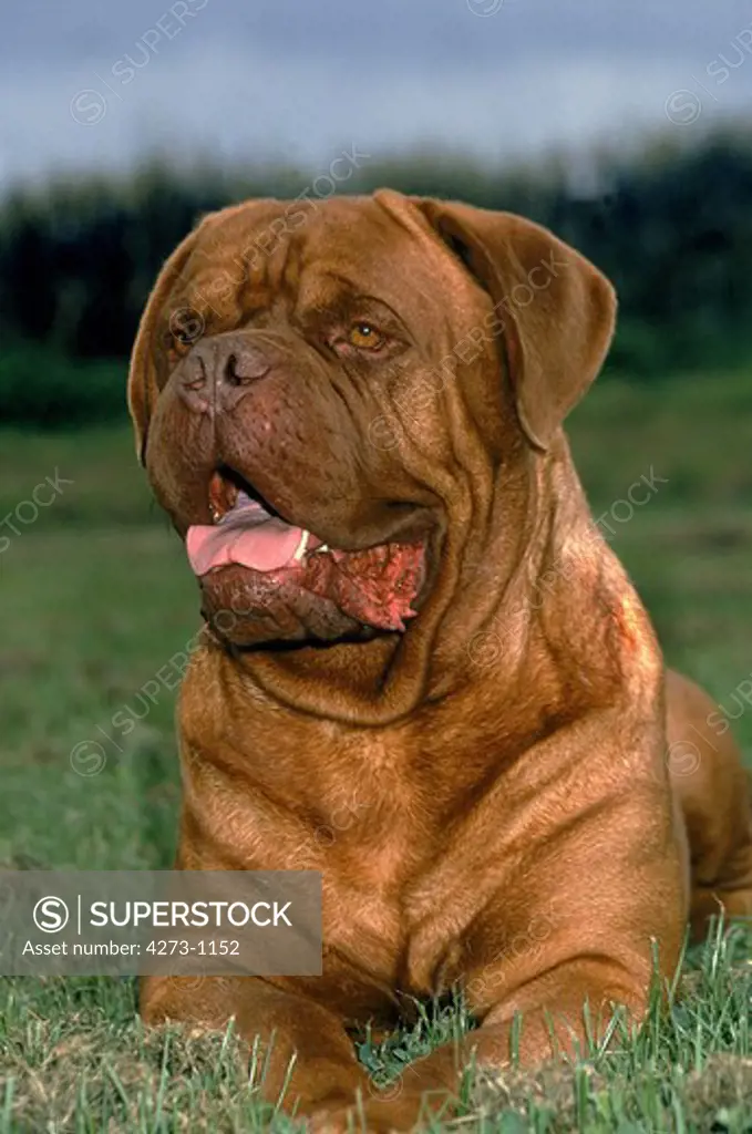 Bordeaux Mastiff Dog