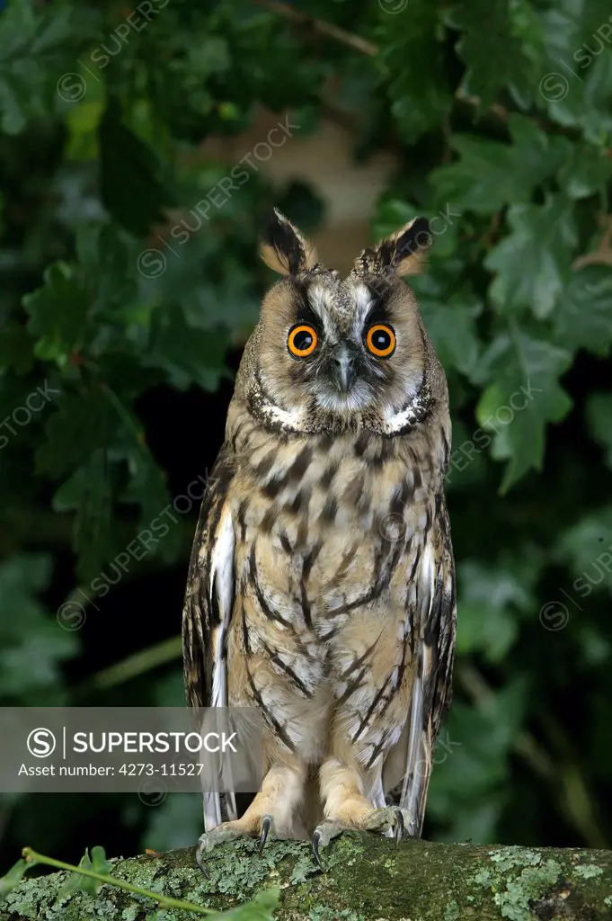 Long-Eared Owl Asio Otus, Adult On Branch, Normandy