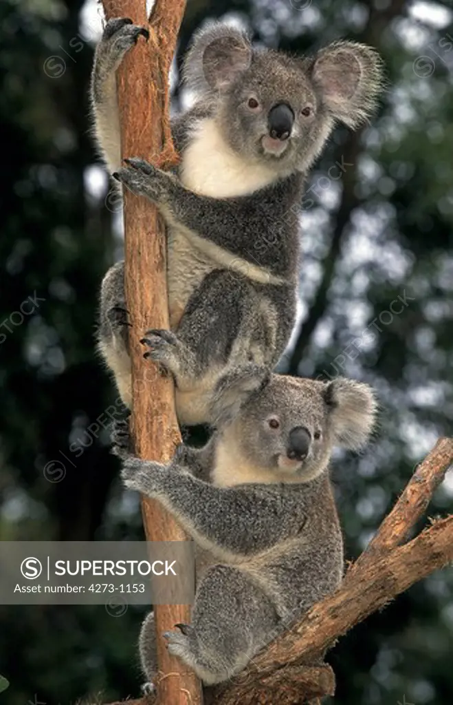 Koala Phascolarctos Cinereus, Adults On Branch, Australia