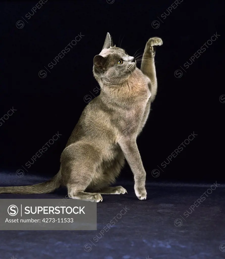 Blue Burmese Domestic Cat, Adult Sitting With Paw Raised