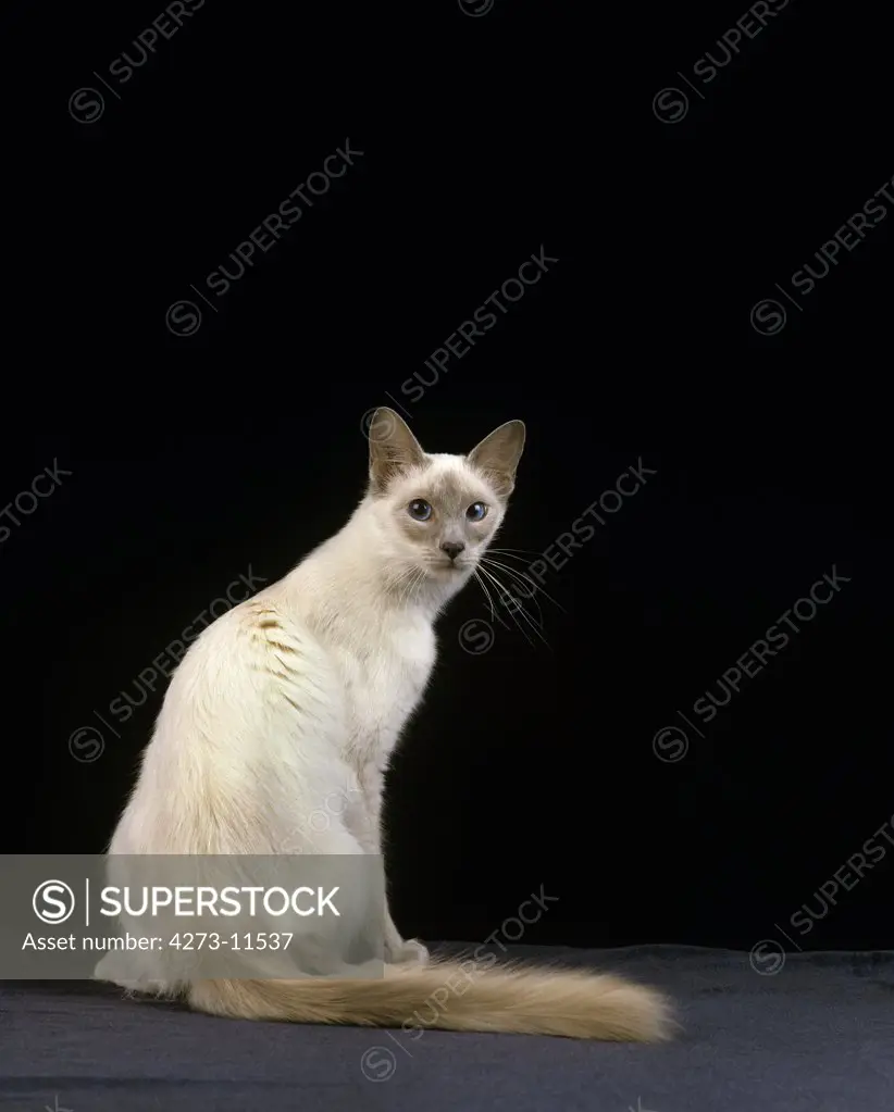 Balinese Domestic Cat, Adult Sitting Against Black Background