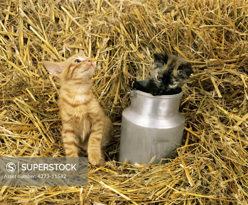 Red Tabby Cat And Domestic Cat Paying In Straw