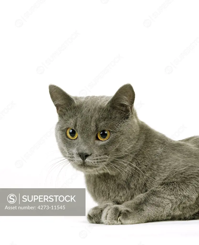 Blue European Domestic Cat, Portrait Of Adult Against White Background