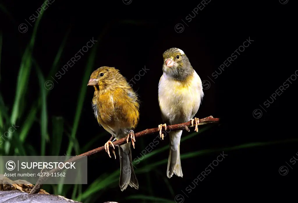 Singing Smet Canary, Pair Standing On Branch