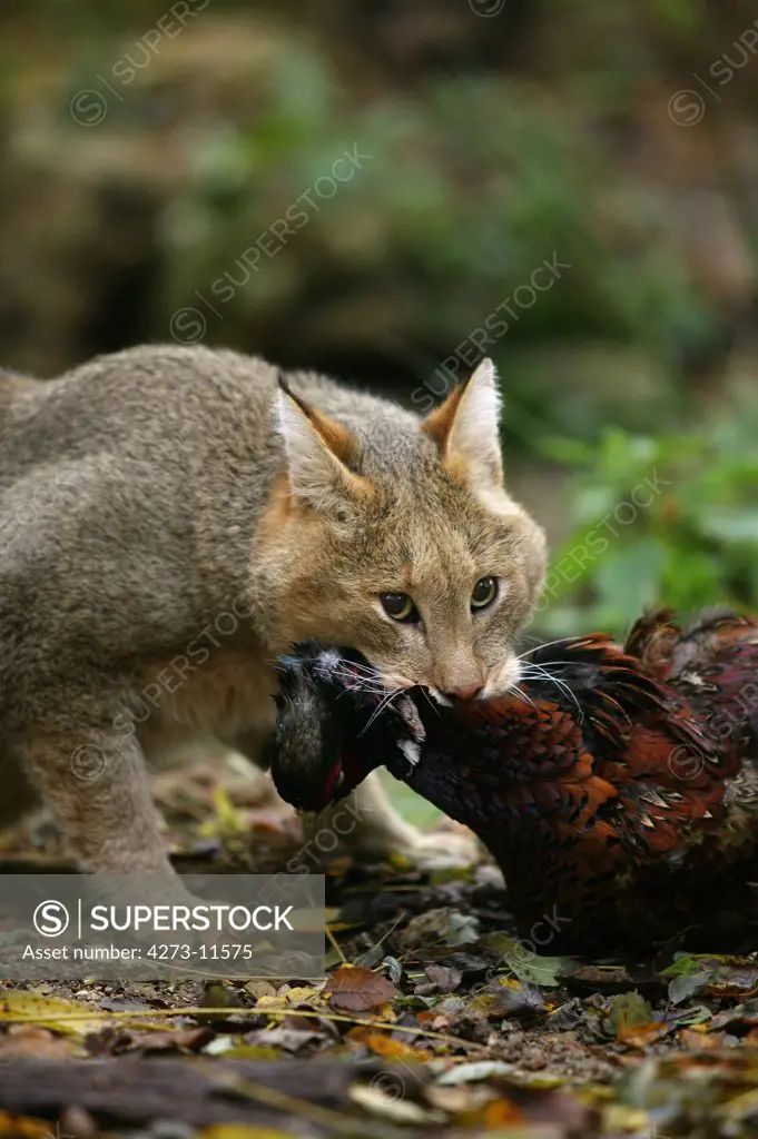 Jungle Cat Felis Chaus, Adult With Common Pheasant Kill