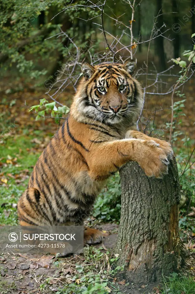 Sumatran Tiger Panthera Tigris Sumatrae, Adult Standing On Hind Legs