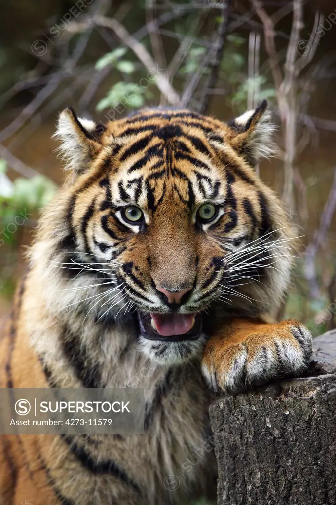 Sumatran Tiger Panthera Tigris Sumatrae, Portrait Of Adult